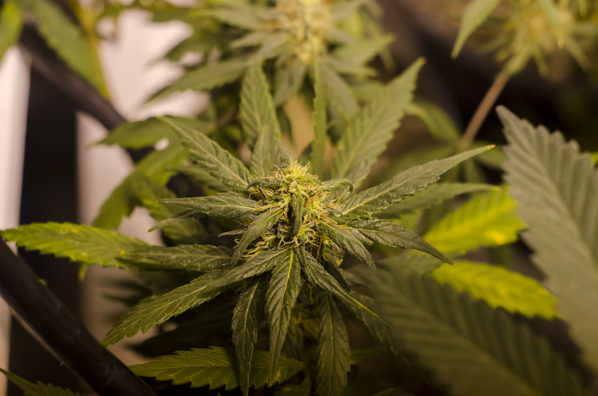 Marihuana najszybciej rosnącym rynkiem w Stanach